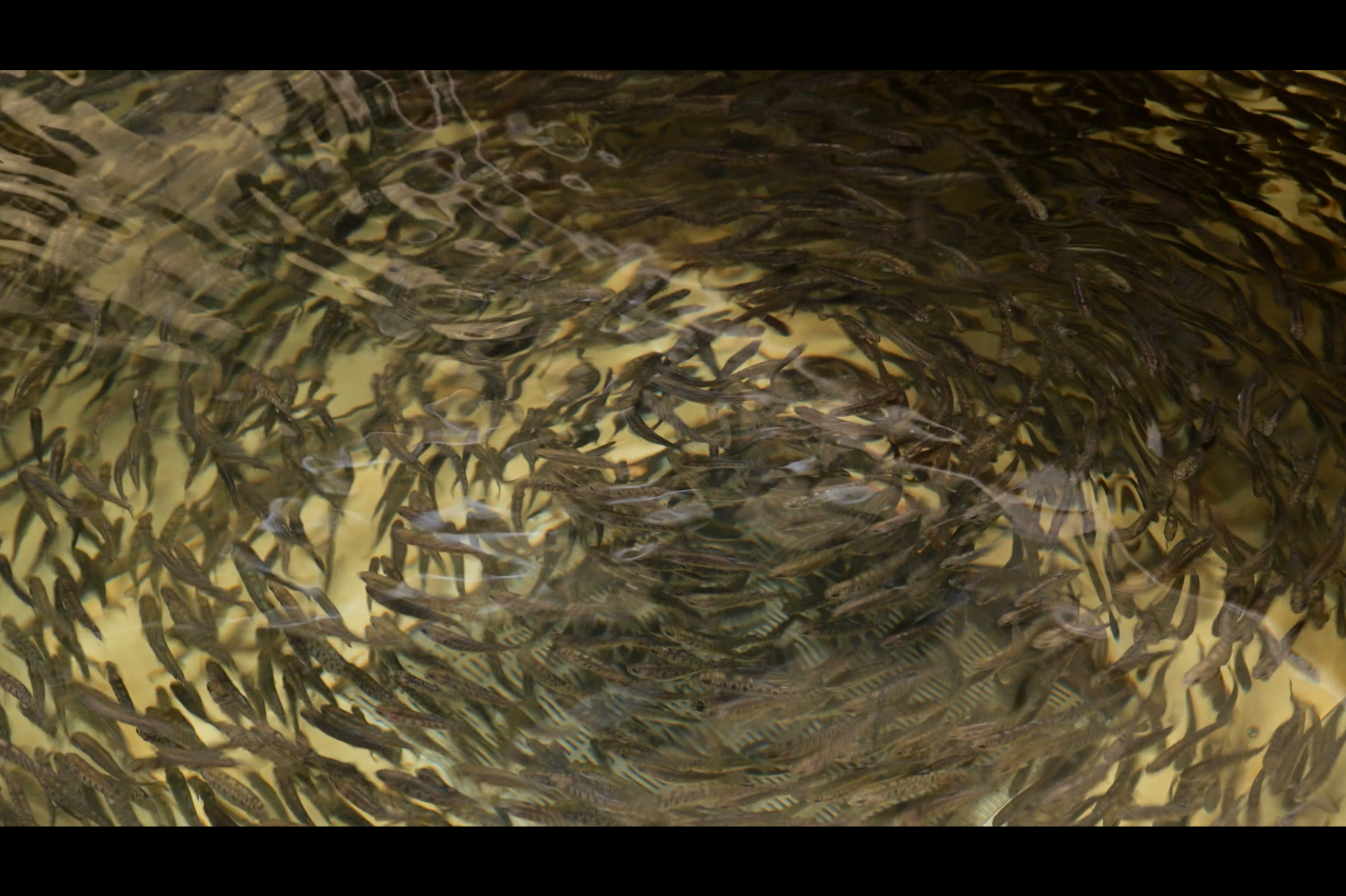 Film stills of Caroline Reveillaud, Biomimético-imago, 2025