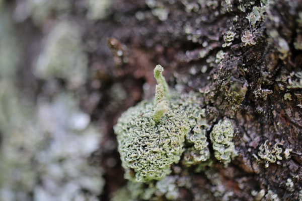 Image provenant du dossier de Bruno Goose - Avec les lichens