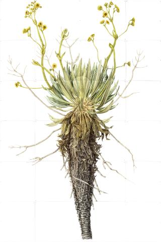 Eulalia de Valdenebro - Frailejonmetria