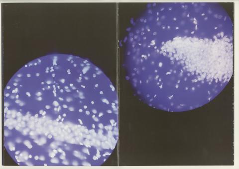 SCAN-DMT04 Elena Godefroy